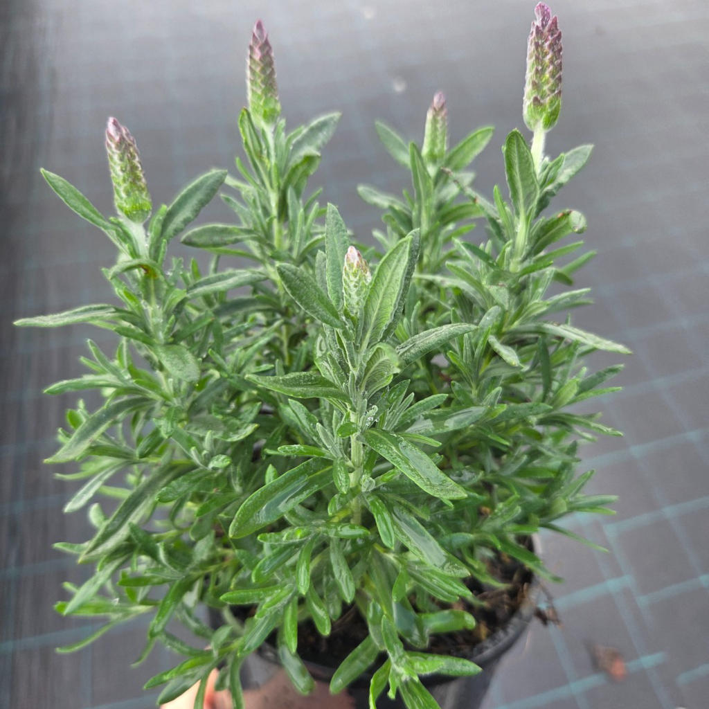 Lavandula Pedunculata ‘LaDiva Big Night’ (La Diva Big Night Lavender)