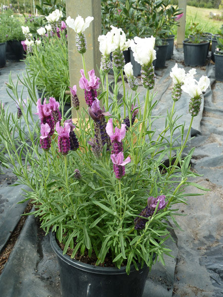 Lavandula spp. (Lavender - Strawberries and Cream)