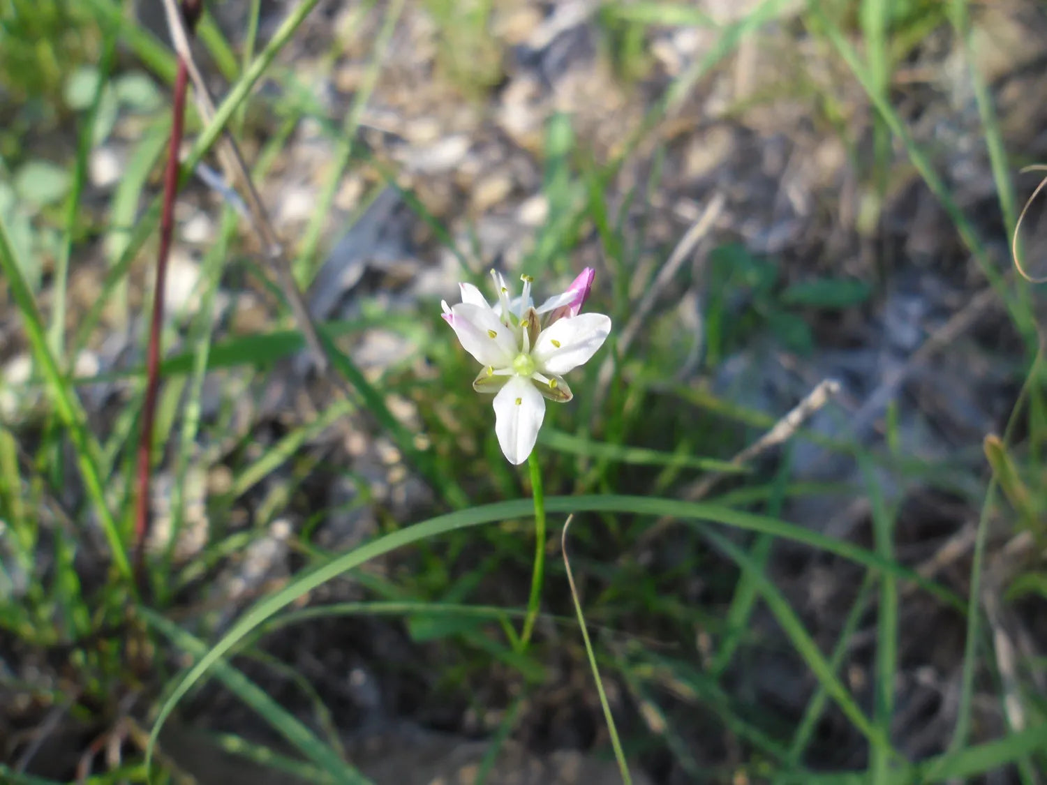 Laxmannia Gracilis (Slender Wire Lily)