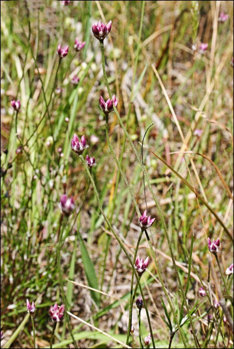 Laxmannia Gracilis (Slender Wire Lily)