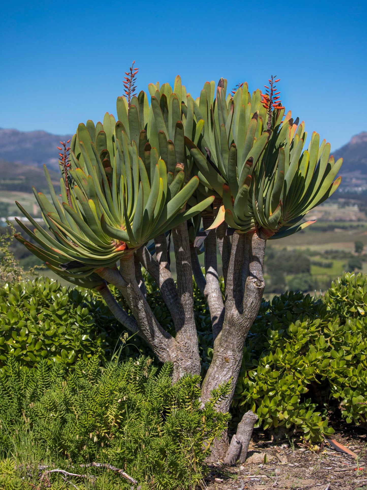 Aloe plicatilis (syn. Kumara plicatilis) (Fan Aloe)