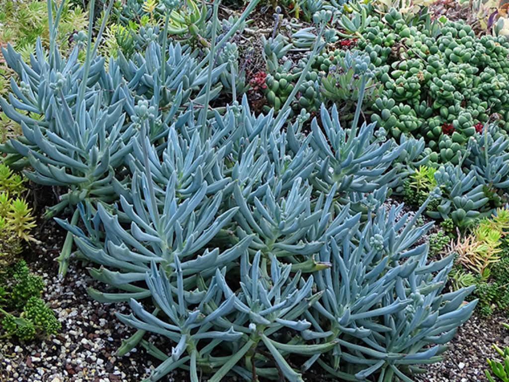 Curio ‘Trident Blue’ (Trident Blue Chalksticks)
