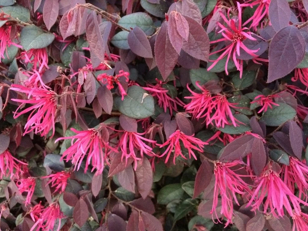 Loropetalum Chinense 'Purple Diamond' (Chinese Fringe Flower)