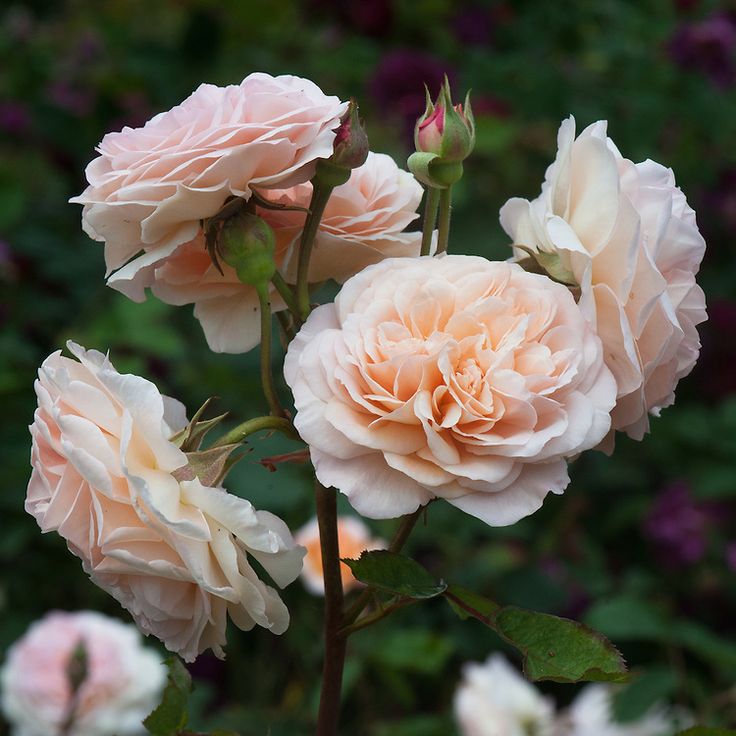 Rosa ‘Leander’ (Leander English Shrub Rose)
