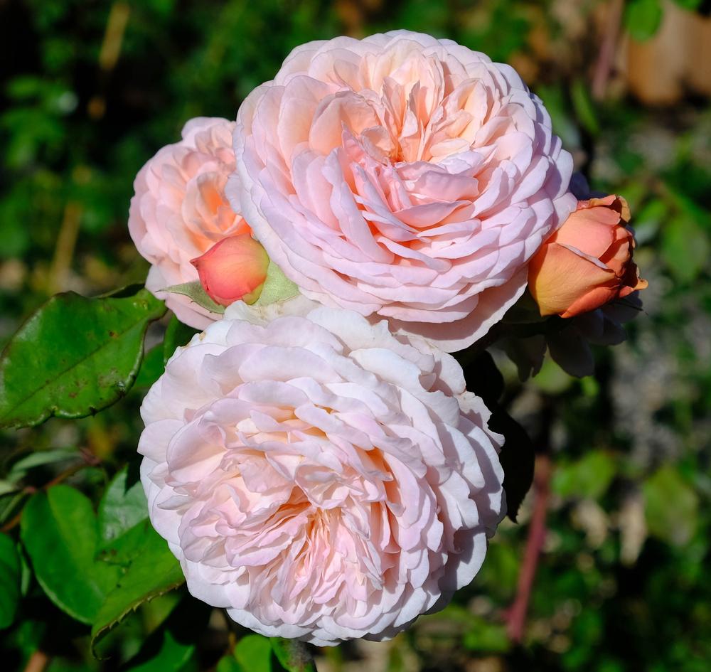 Rosa ‘Leander’ (Leander English Shrub Rose)