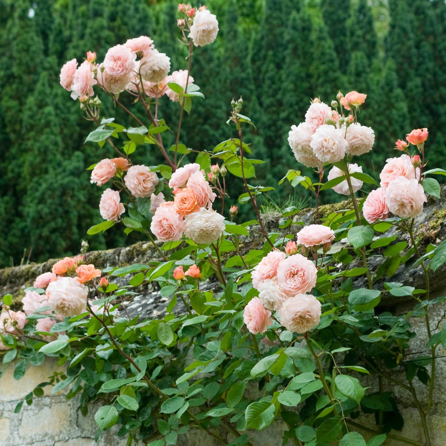 Rosa ‘Leander’ (Leander English Shrub Rose)