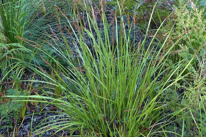 Lepidosperma Laterale (Variable Sword Sedge)