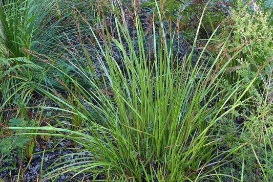 Lepidosperma Laterale (Variable Sword Sedge)