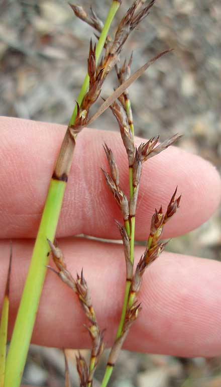 Lepidosperma Laterale (Variable Sword Sedge)