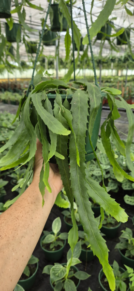 Lepismium houlletianum (Mistletoe Cactus) - Hanging Basket