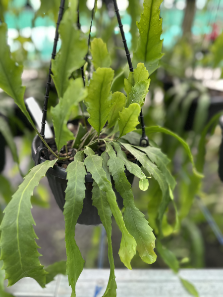 Lepismium houlletianum (Mistletoe Cactus)