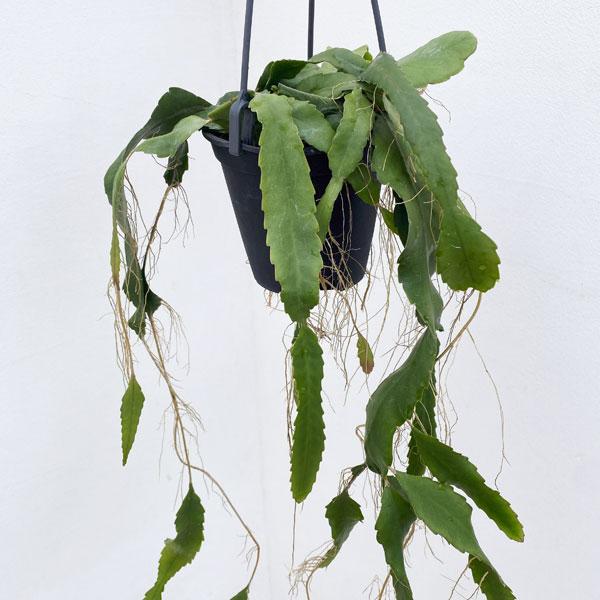 Lepismium houlletianum (Mistletoe Cactus)