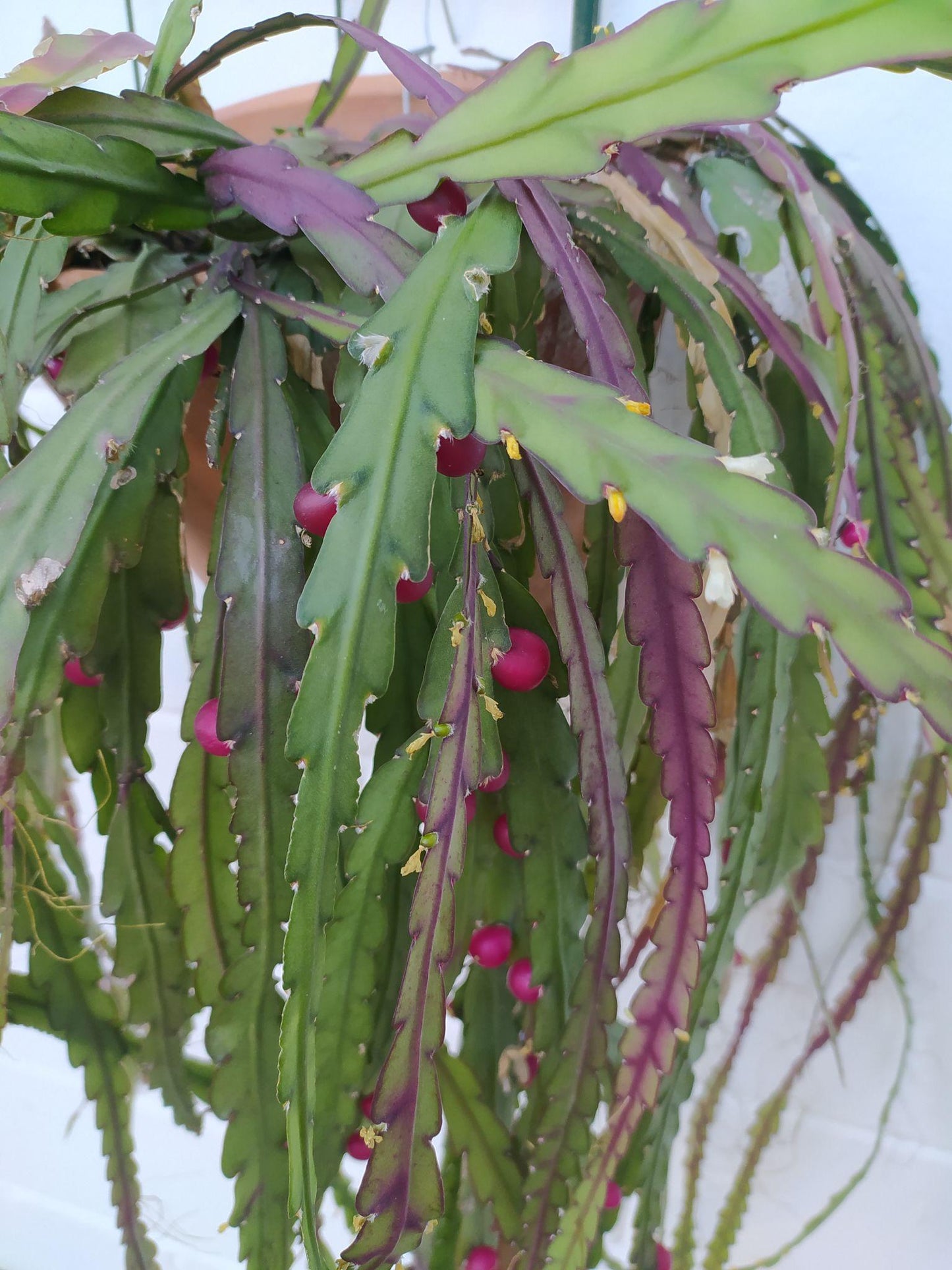 Lepismium houlletianum (Mistletoe Cactus)