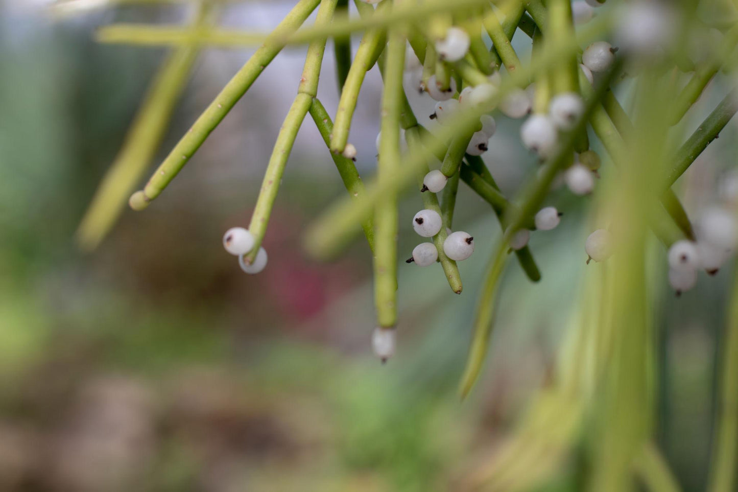 Lepismium houlletianum (Mistletoe Cactus)