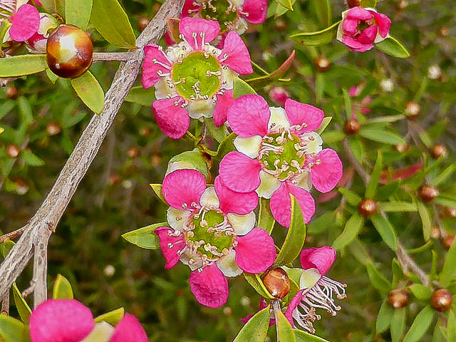 Leptospermum ‘Aphrodite’ – Tea Tree