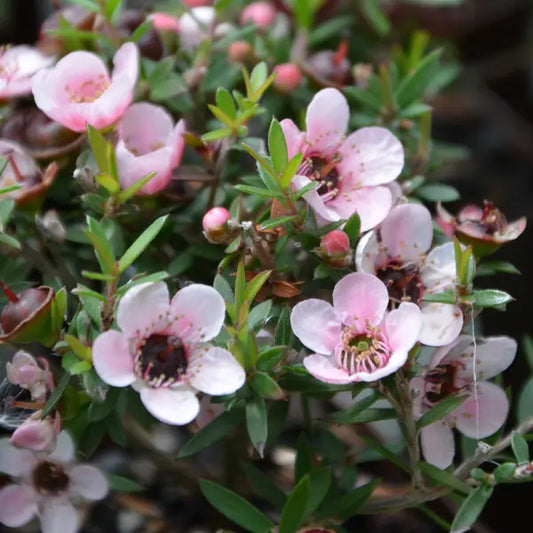 Leptospermum flavescens ‘Cardwell Pink’