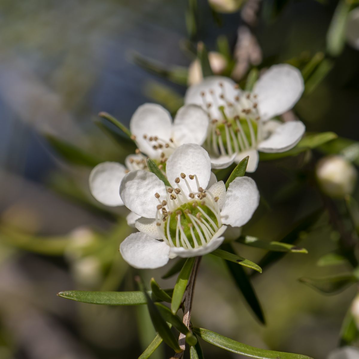 Leptospermum Flavescens Cardwell (Cardwell Tea Tree)