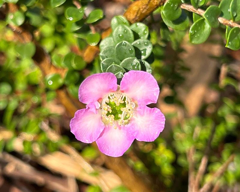 Leptospermum Rotundifolium ‘Lavender Queen’ (Lavender Queen Tea Tree)