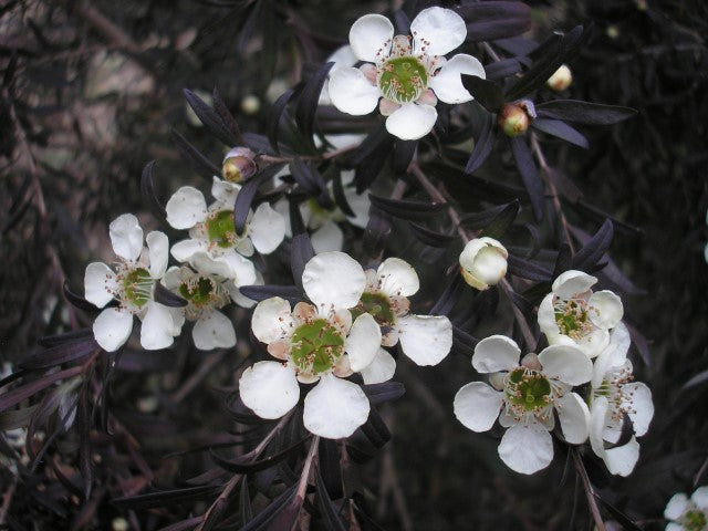 Leptospermum obovatum ‘Starry Night’ – Tea Tree