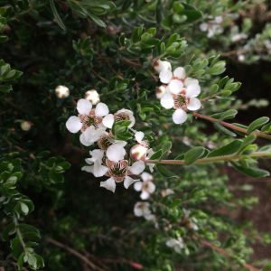 Leptospermum lanigerum – Woolly Tea Tree