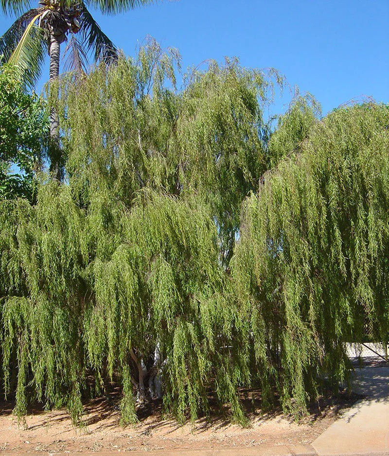 Leptospermum madidum (Weeping Tea Tree)