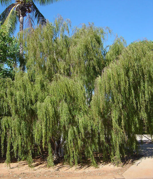 Leptospermum madidum (Weeping Tea Tree)
