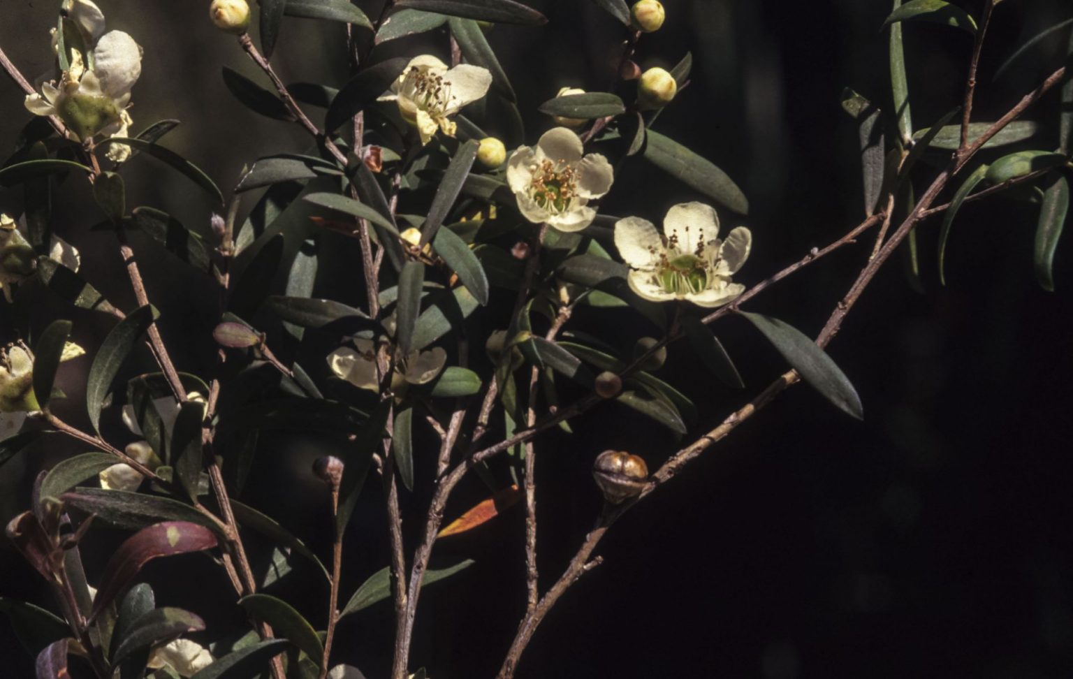 Leptospermum morrisonii ‘Burgundy’ – Tea Tree