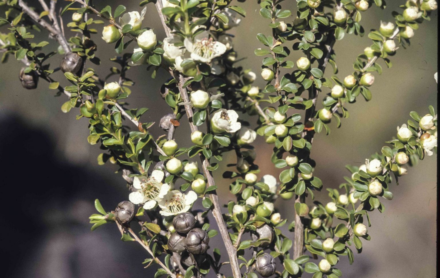 Leptospermum obovatum ‘Starry Night’ – Tea Tree