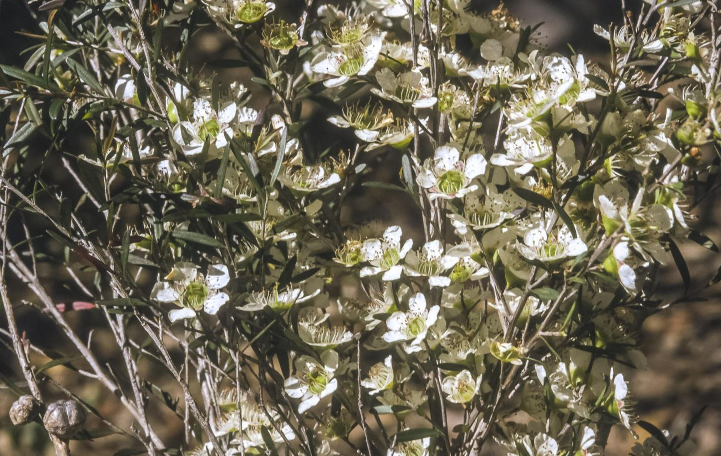 Leptospermum polygalifolium ‘Pacific Beauty’ – Tea Tree