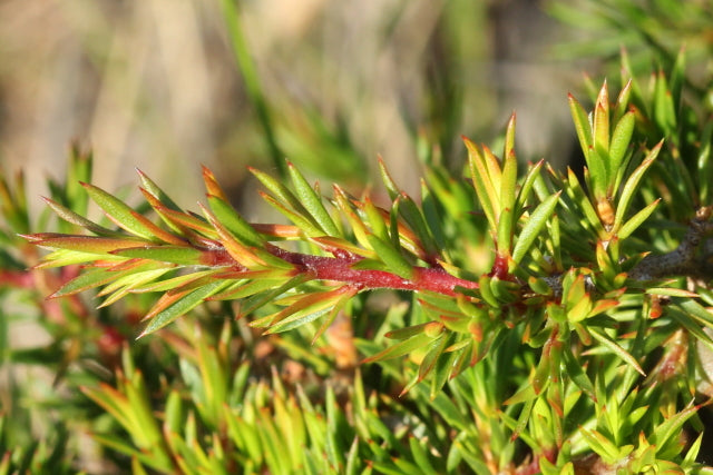 Leptospermum Arachnoides (Spidery Tea-Tree)