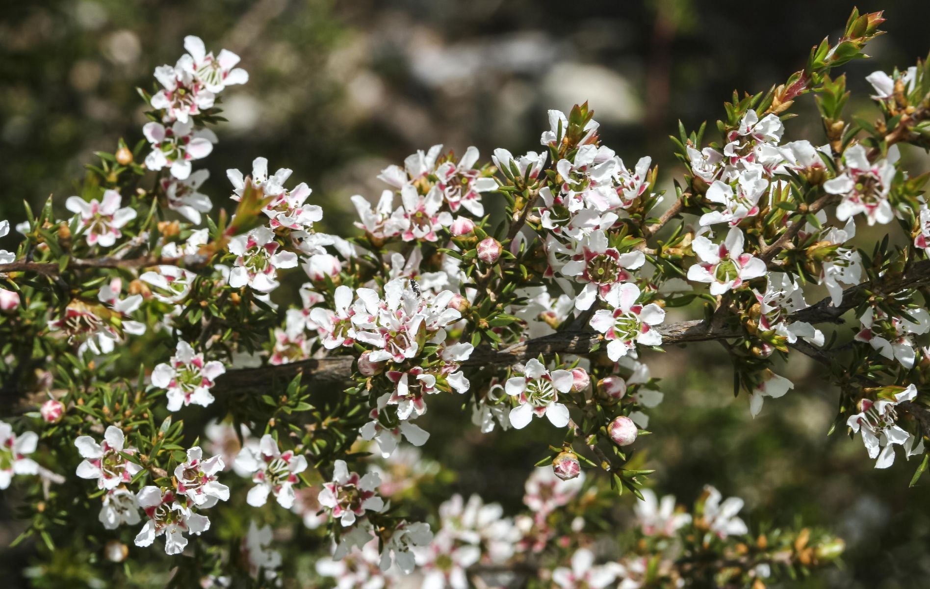 Leptospermum Arachnoides (Spidery Tea-Tree)