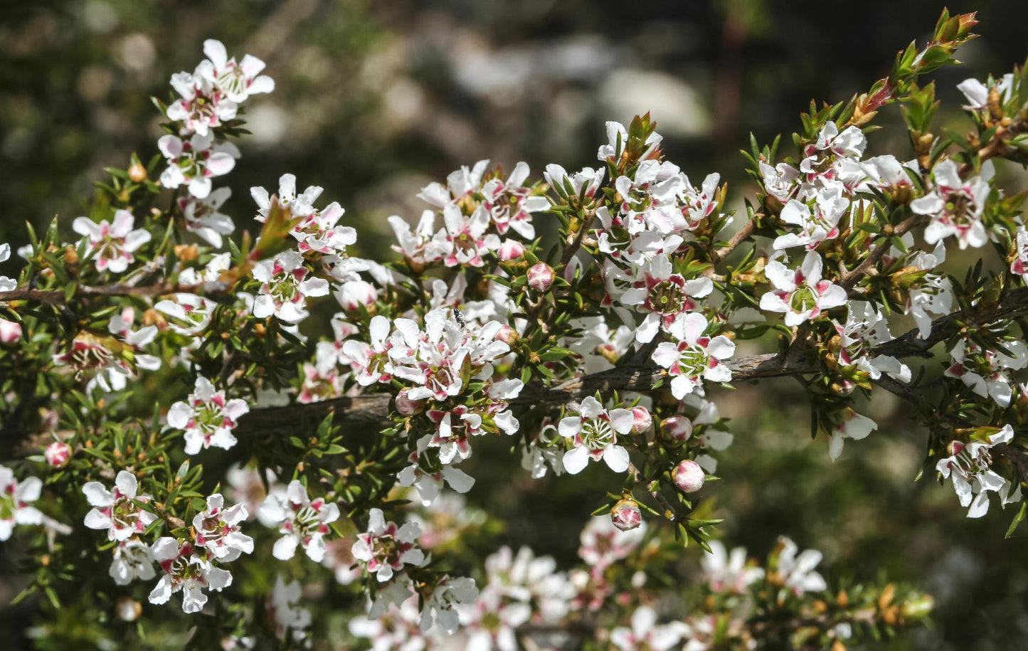 Leptospermum Arachnoides (Spidery Tea-Tree)