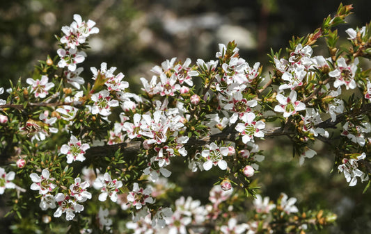 Leptospermum Arachnoides (Spidery Tea-Tree)