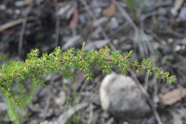 Leptospermum Arachnoides (Spidery Tea-Tree)