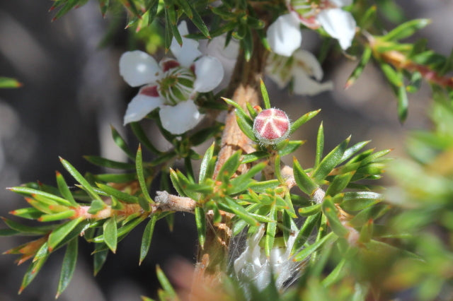 Leptospermum Arachnoides (Spidery Tea-Tree)
