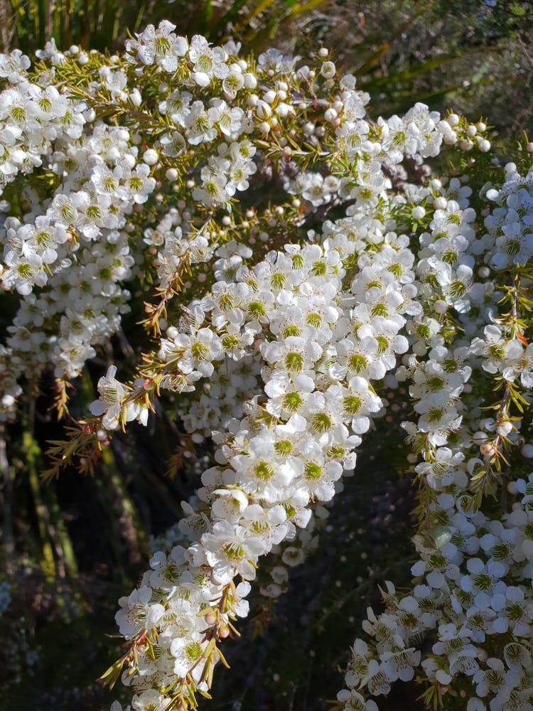 Leptospermum Flavescens ‘Cardwell’ (Cardwell Tea Tree)