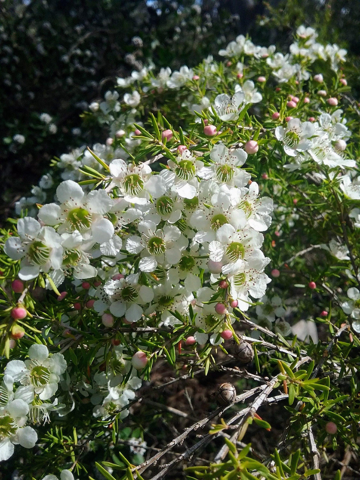Leptospermum Flavescens ‘Cardwell’ (Cardwell Tea Tree)