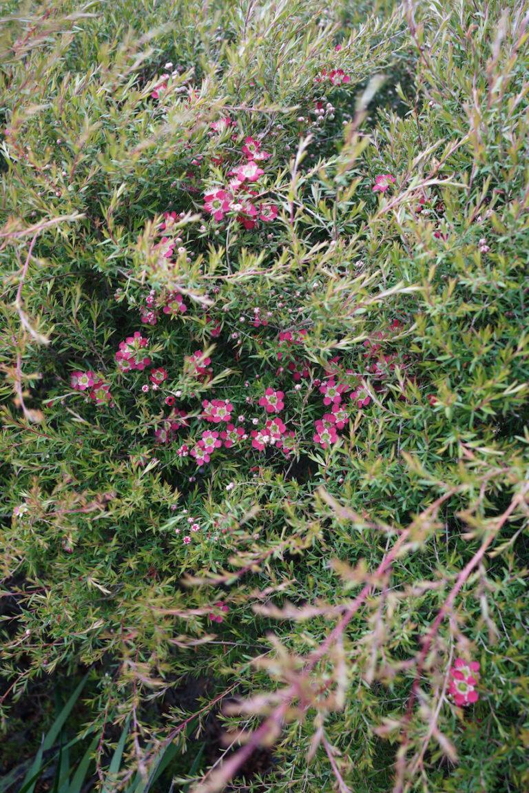 Leptospermum ‘Outrageous’ (Outrageous Tea Tree)
