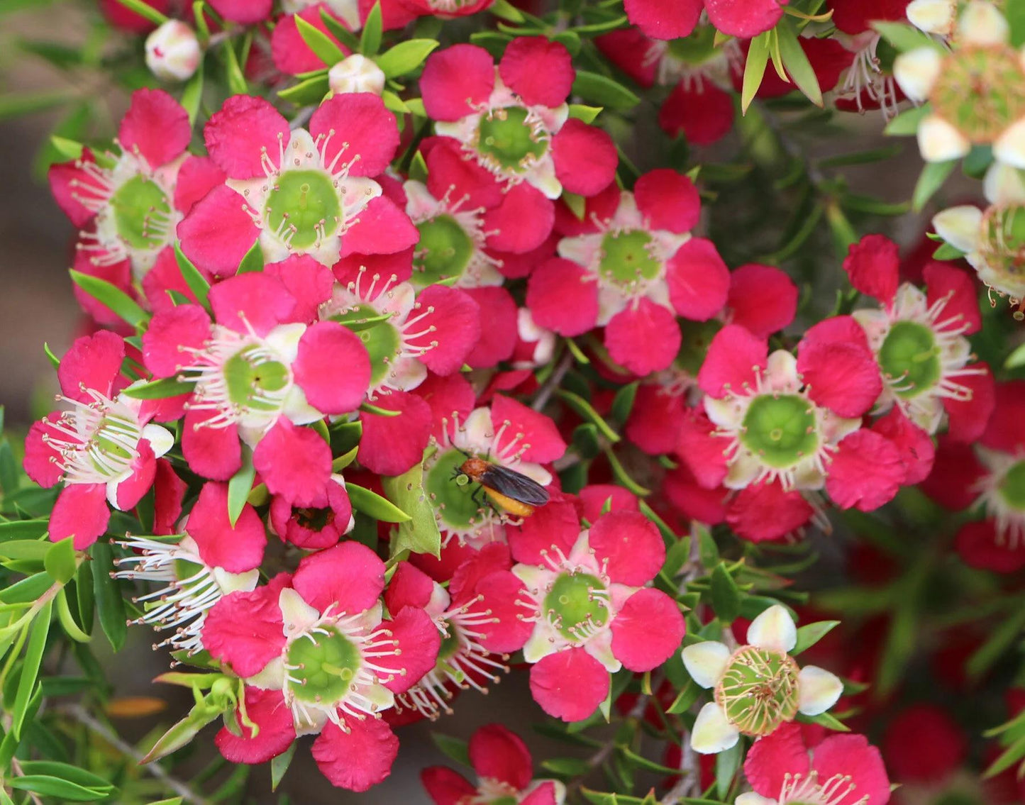Leptospermum ‘Outrageous’ (Outrageous Tea Tree)