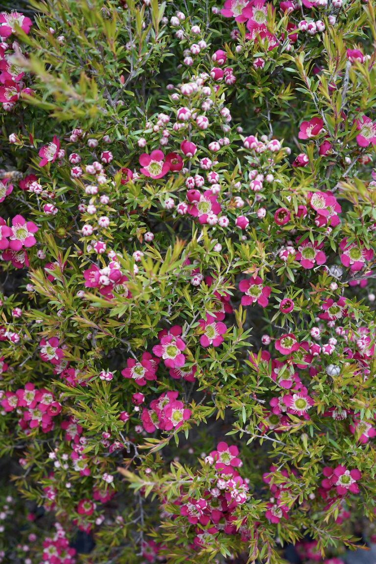 Leptospermum ‘Outrageous’ (Outrageous Tea Tree)