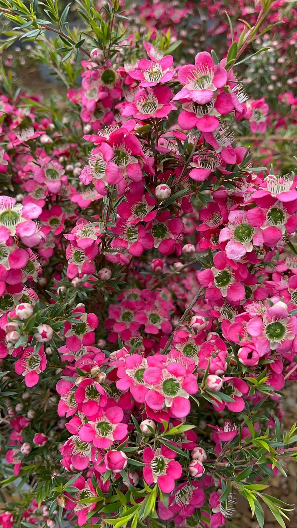 Leptospermum ‘Outrageous’ (Outrageous Tea Tree)
