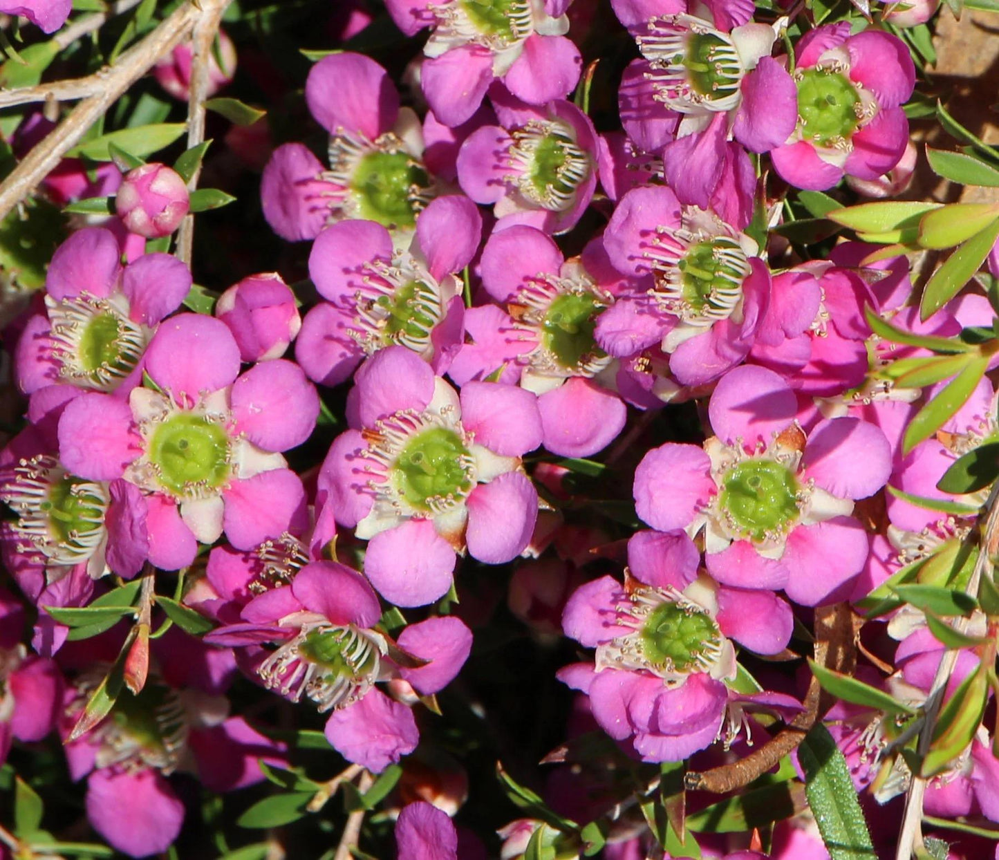 Leptospermum 'Pageant' (Pageant Tea Tree)