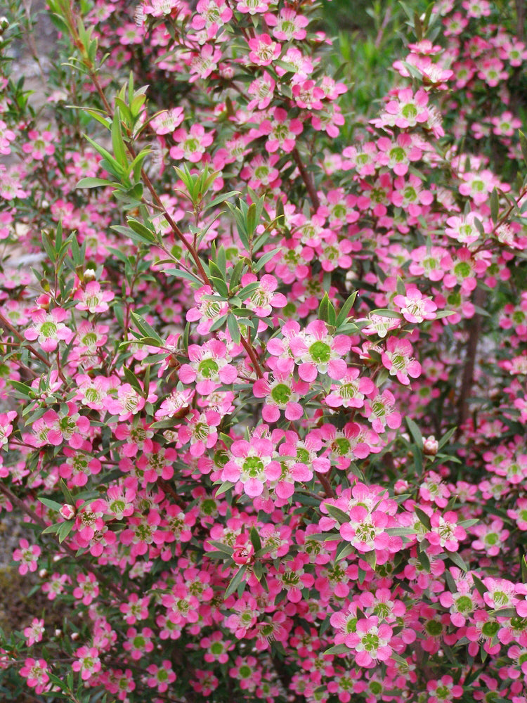 Leptospermum 'Pageant' (Pageant Tea Tree)