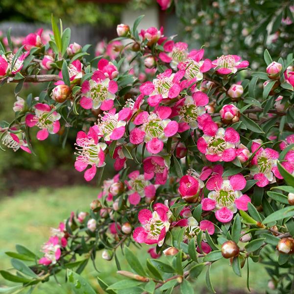 Leptospermum ‘Tickled Pink’ (Tickled Pink Tea Tree)