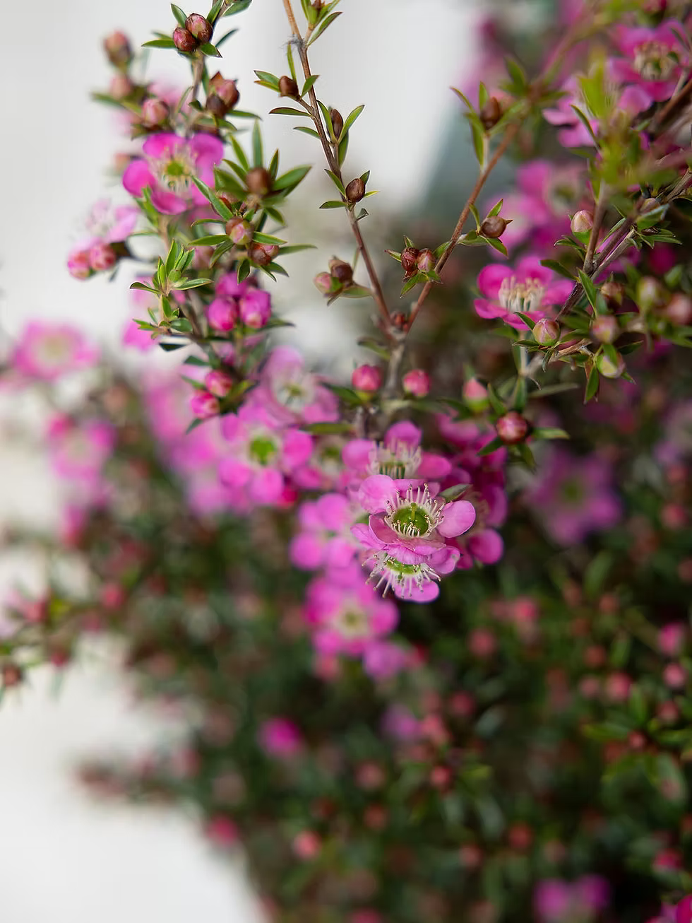 Leptospermum ‘Tickled Pink’ (Tickled Pink Tea Tree)