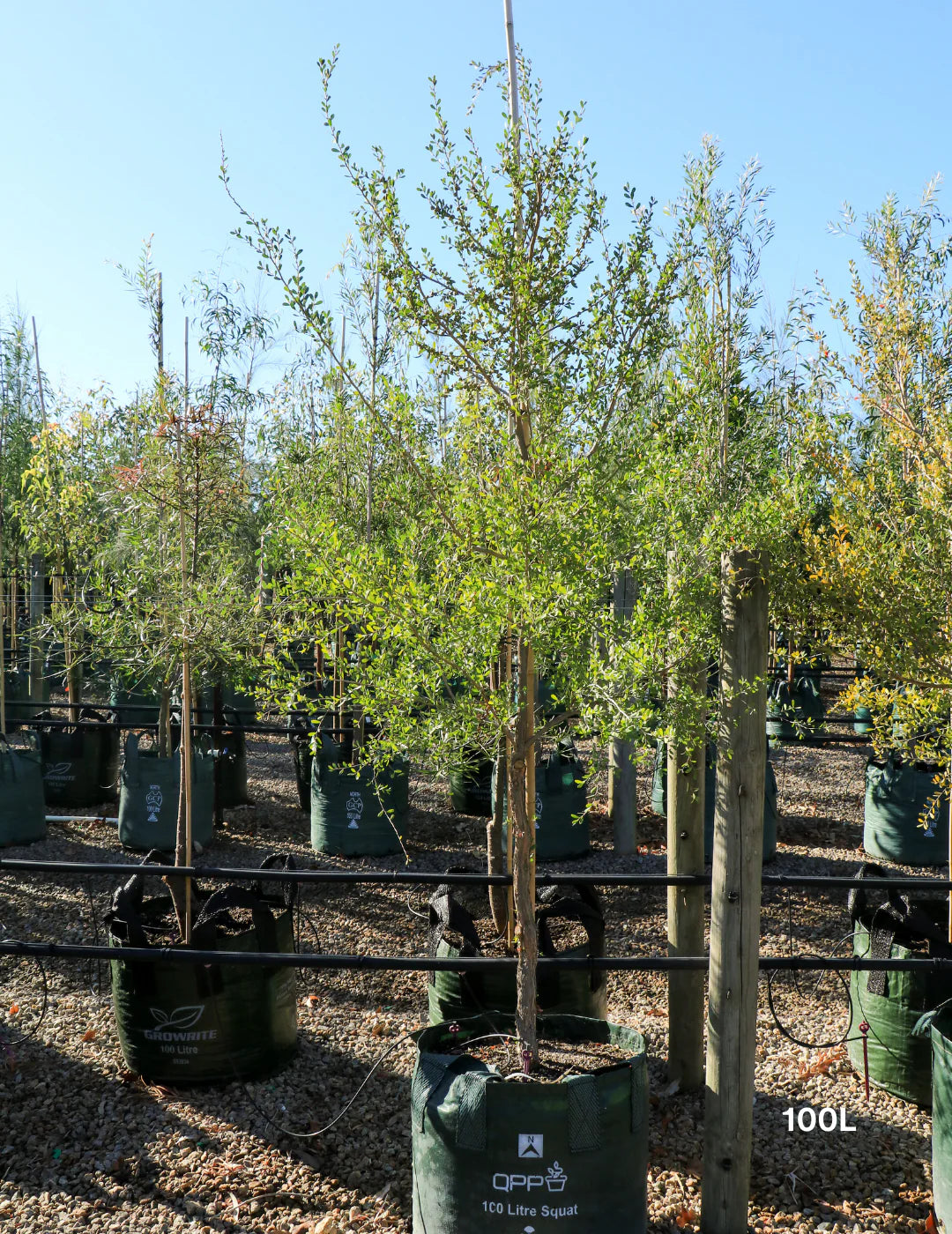 Leptospermum Laevigatum - Coast Tea Tree