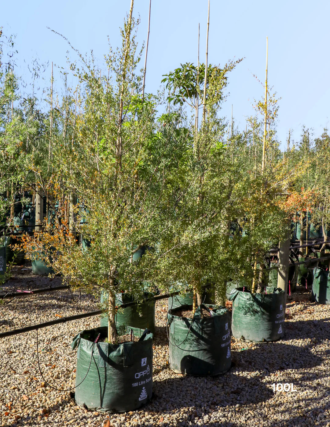 Leptospermum Laevigatum - Coast Tea Tree