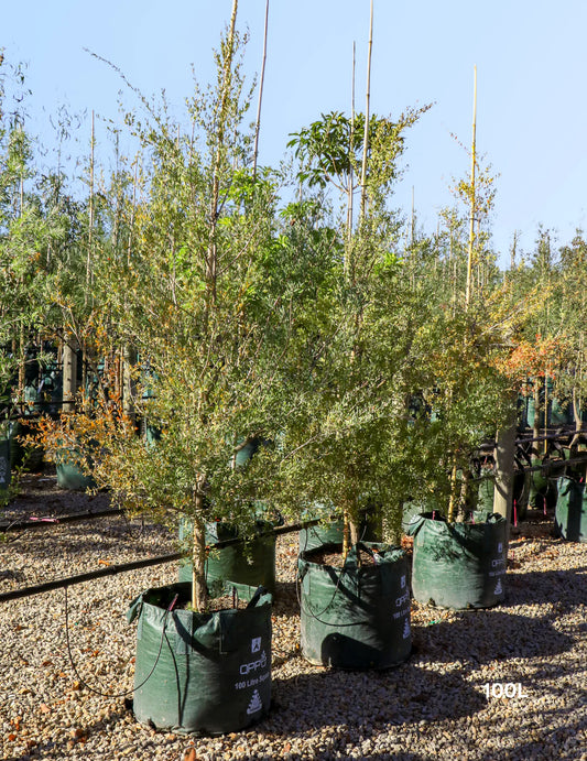 Leptospermum Laevigatum - Coast Tea Tree