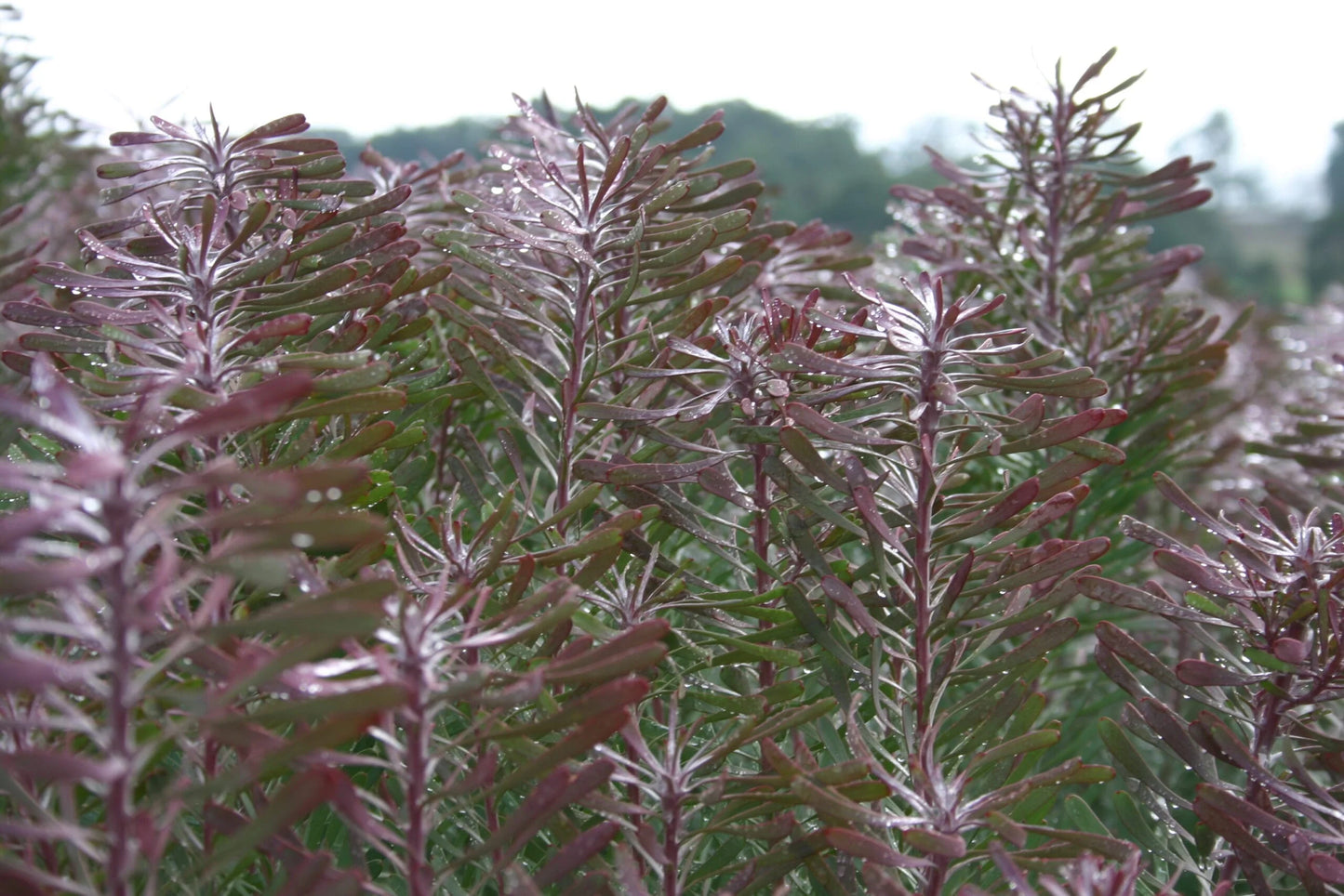 Leucadendron galpinii ‘Purple Haze’ – Evergreen Shrub