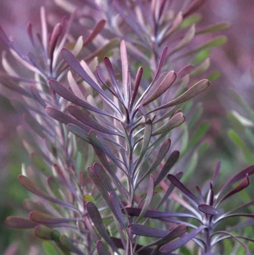 Leucadendron galpinii ‘Purple Haze’ – Evergreen Shrub